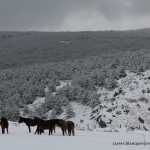 Caballos en La Morcuera