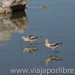 Gaviotas