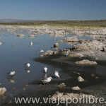 Gaviotas