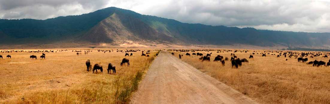 Panorámica de Ngorongoro Panorámica de Ngorongoro