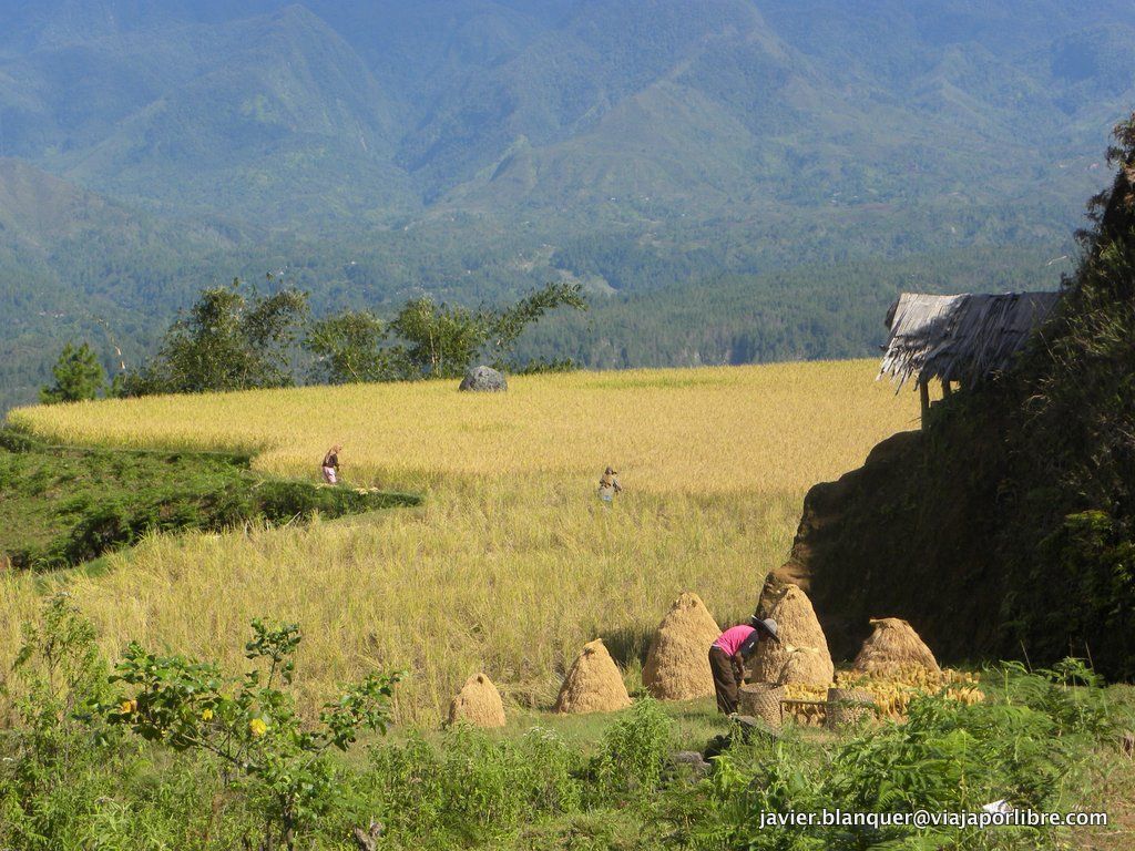 Sulawesi Sulawesi