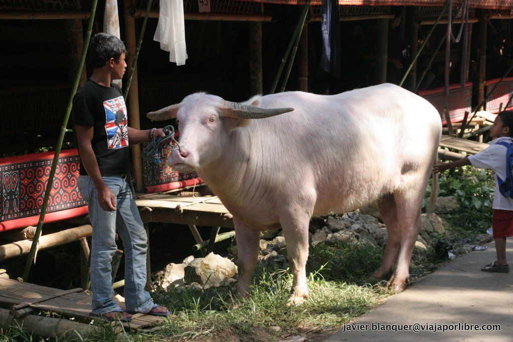Tana Toraja Tana Toraja