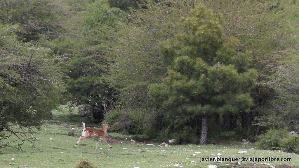 Fauna en Cazorla