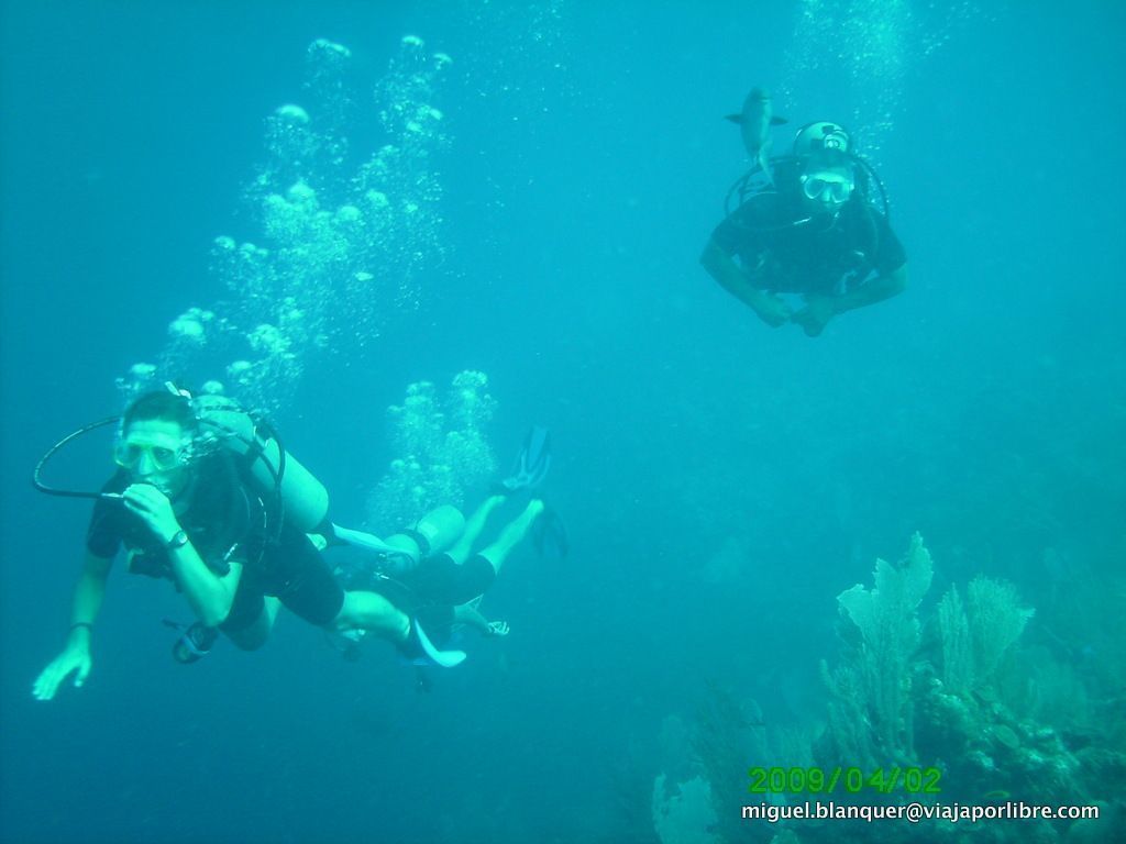 Buceo en Roatán Buceo en Roatán