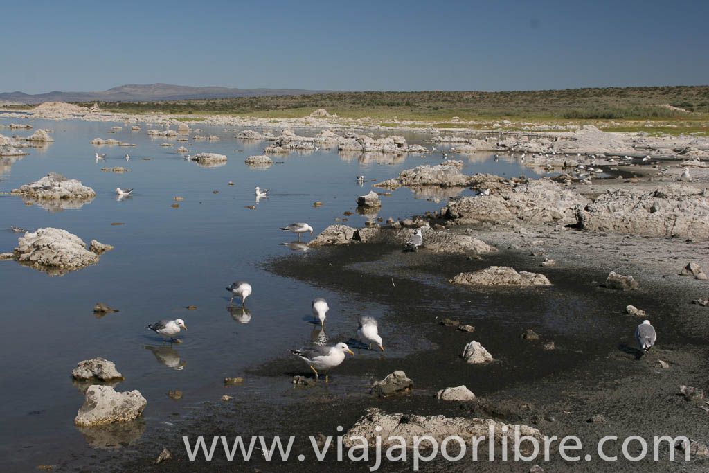 Gaviotas