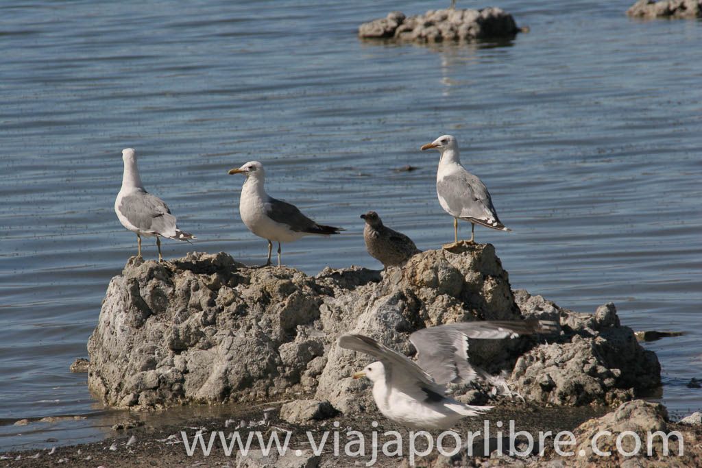 Gaviotas