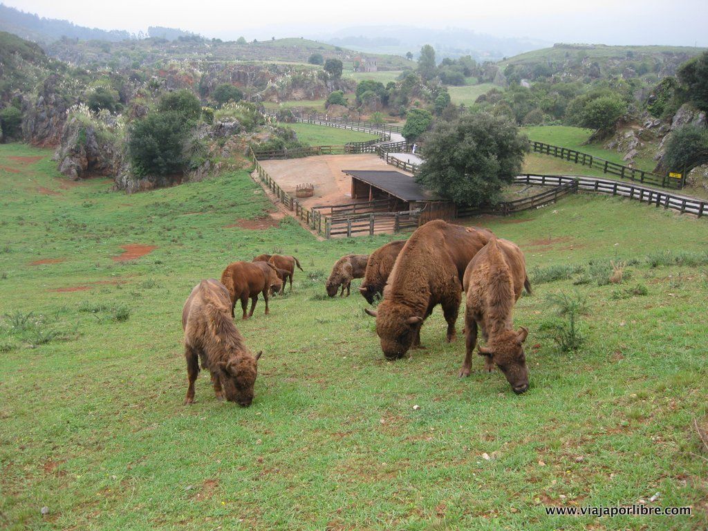 Bisontes