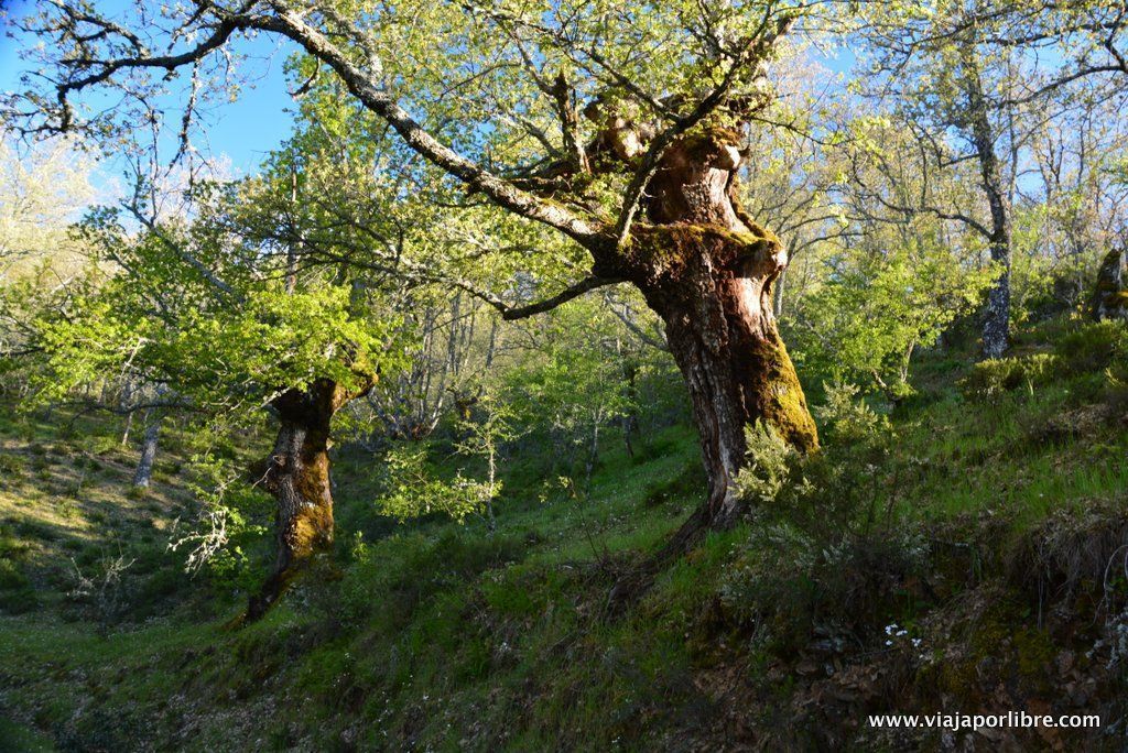 escapadas en familia Dehesa de la Hiruela