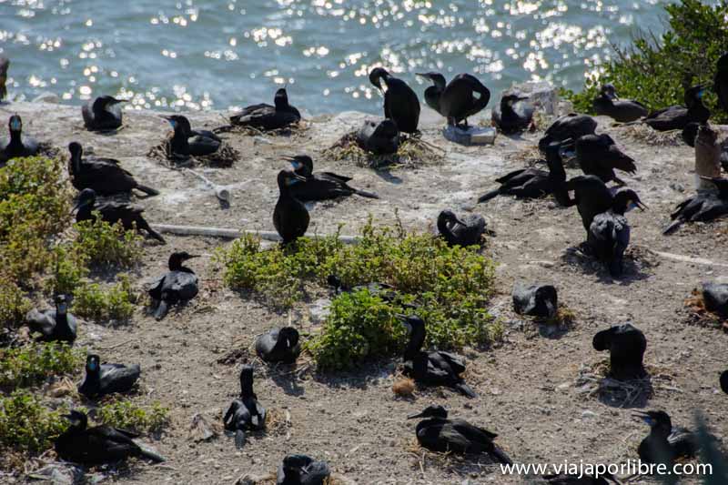 Aves en la Isla de Alcatraz