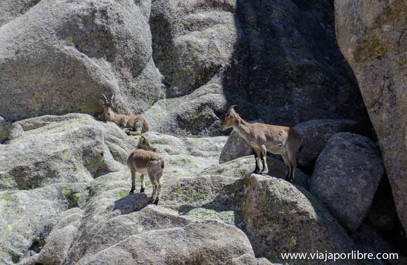 Cabras en las Torres de la Pedriza