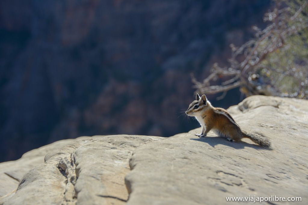 Zion National Park Angels Landing - Zion National Park
