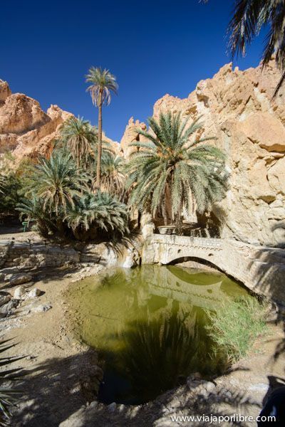 Oasis de Chebika - Tunez