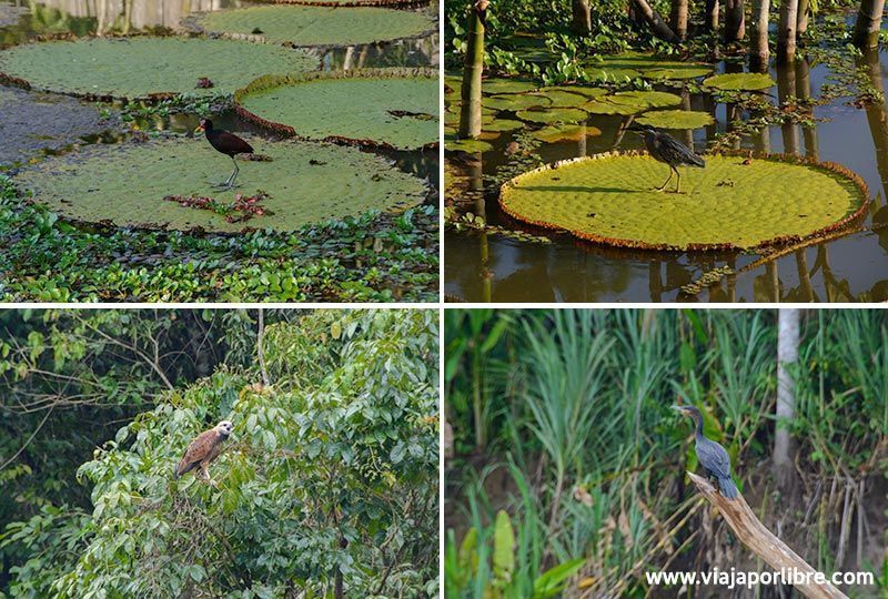 Amazonas Peruano - Aves