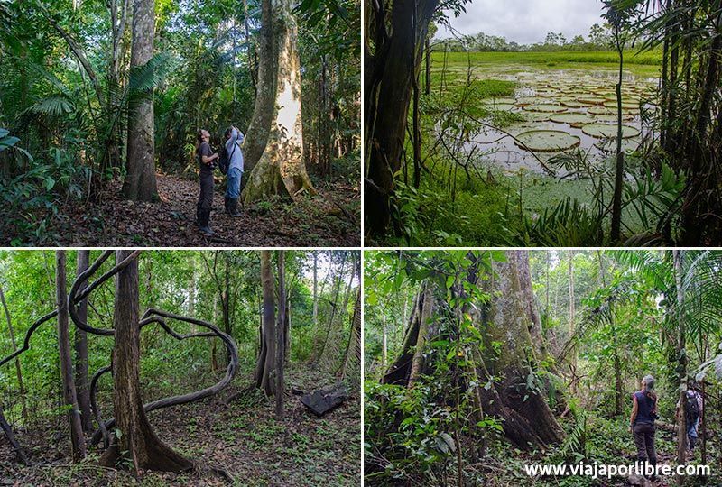 Selva Amazónica - Perú