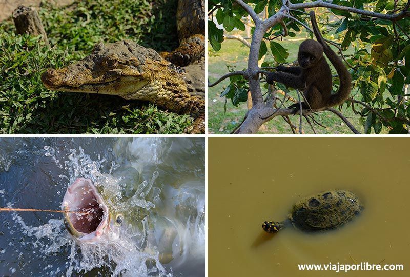 Tour por el Amazonas - Iquitos