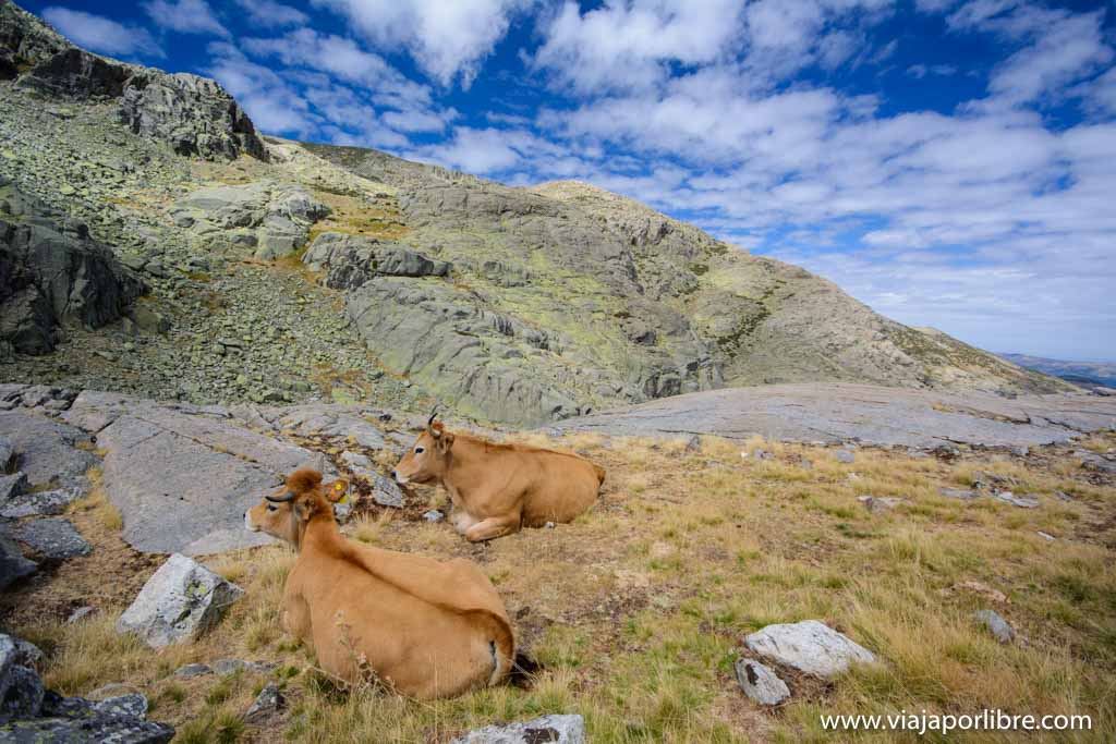 Rutas por Gredos. Garganta de la Nava Rutas por Gredos. Garganta de la Nava