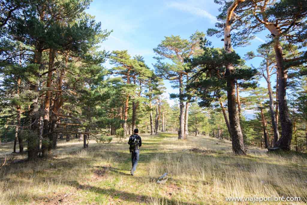 Por los bosques de Guadarrama hacia la Pinareja