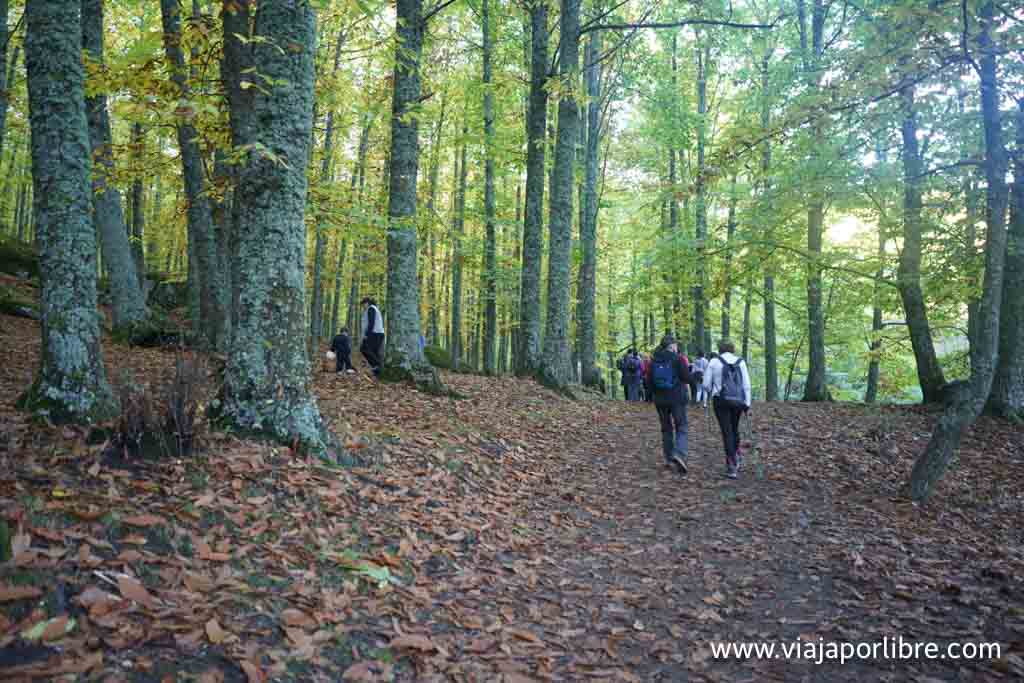 Castañar de El Tiemblo en otoño