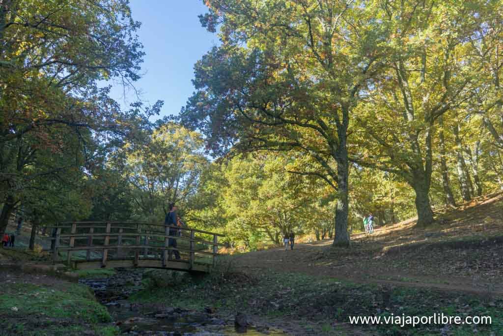 Castañar de El Tiemblo en otoño