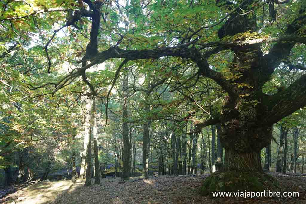 Castañar de El Tiemblo en otoño