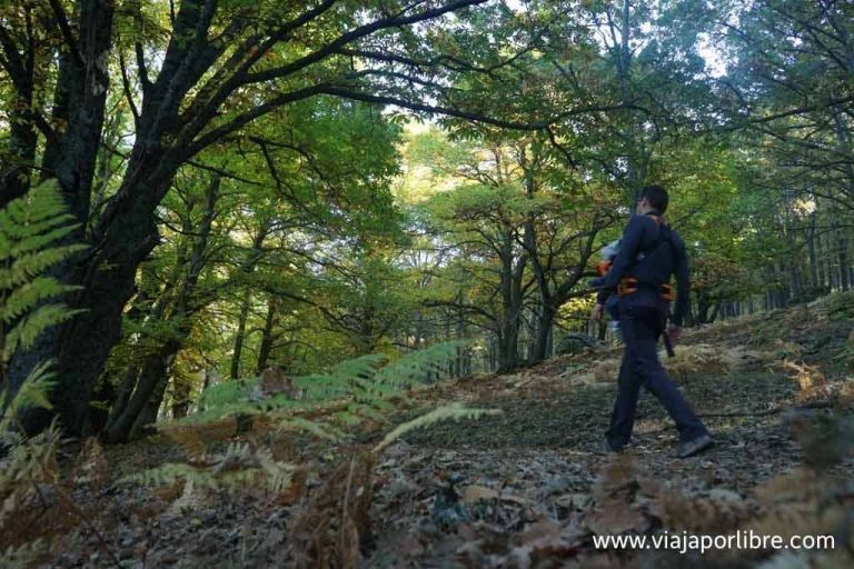Castañar del Tiemblo en otoño