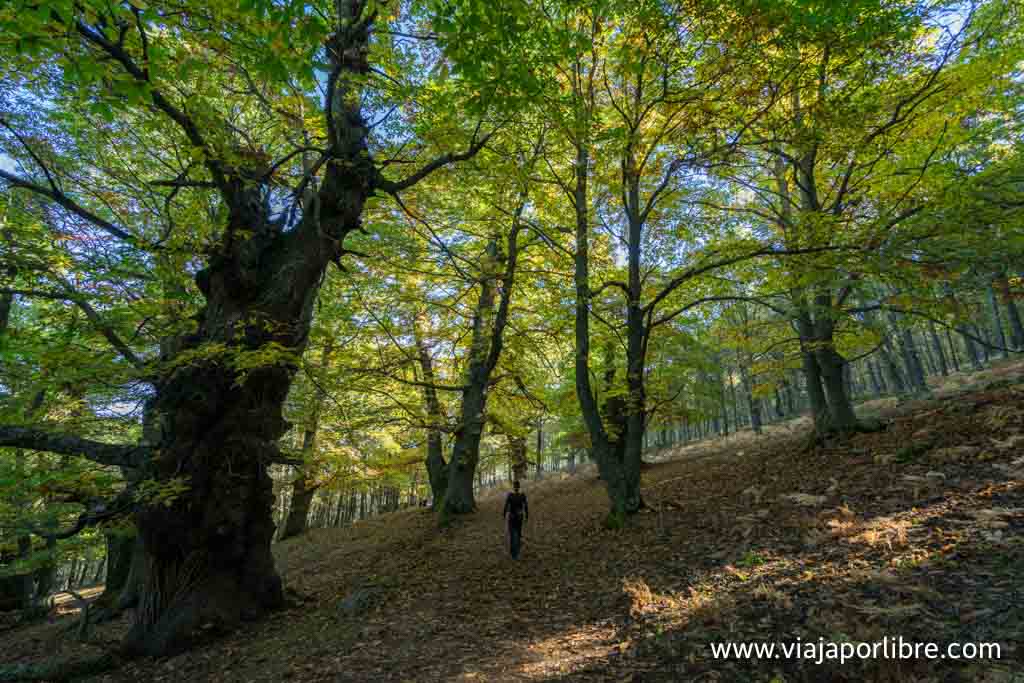Castañar de El Tiemblo en otoño