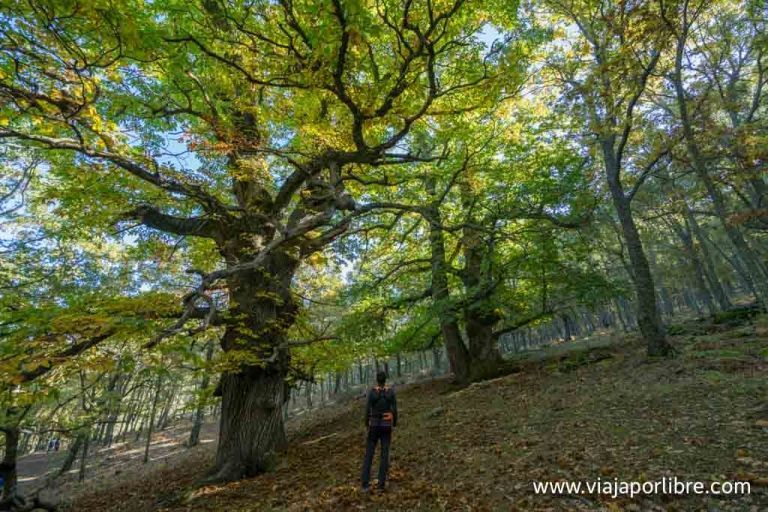 Castañar del Tiemblo en otoño