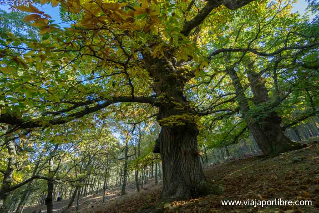 Castañar de El Tiemblo en otoño