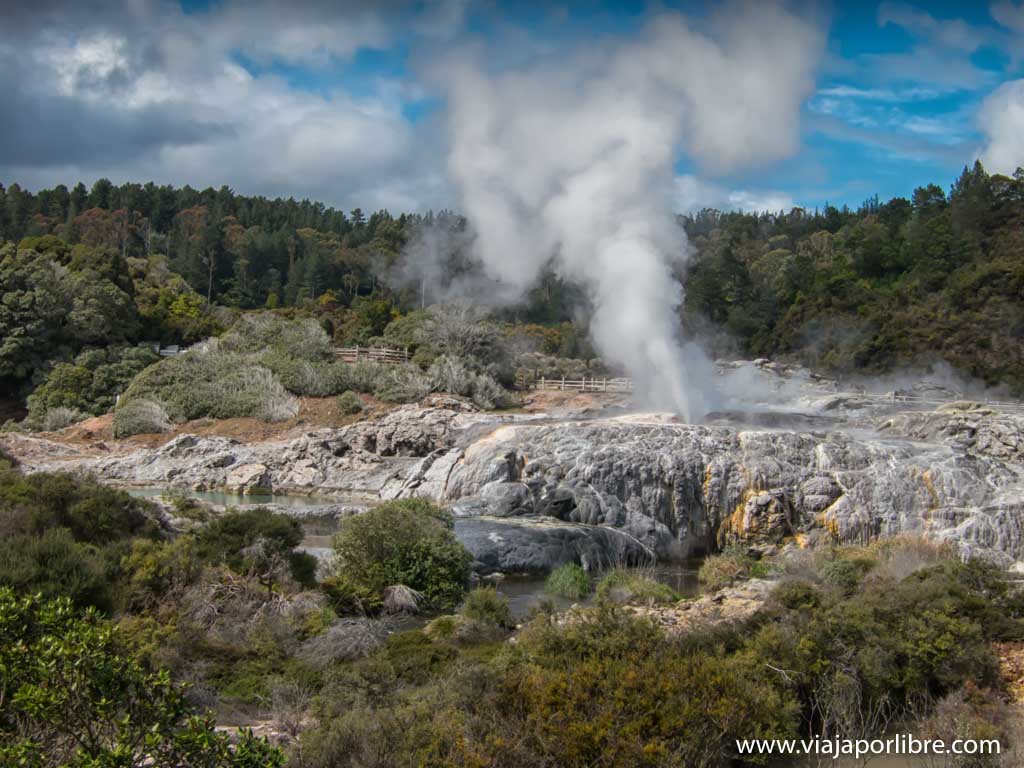 Te Puia. Maoríes y zonas termales en Rotorua Te Puia. Maoríes y zonas termales en Rotorua