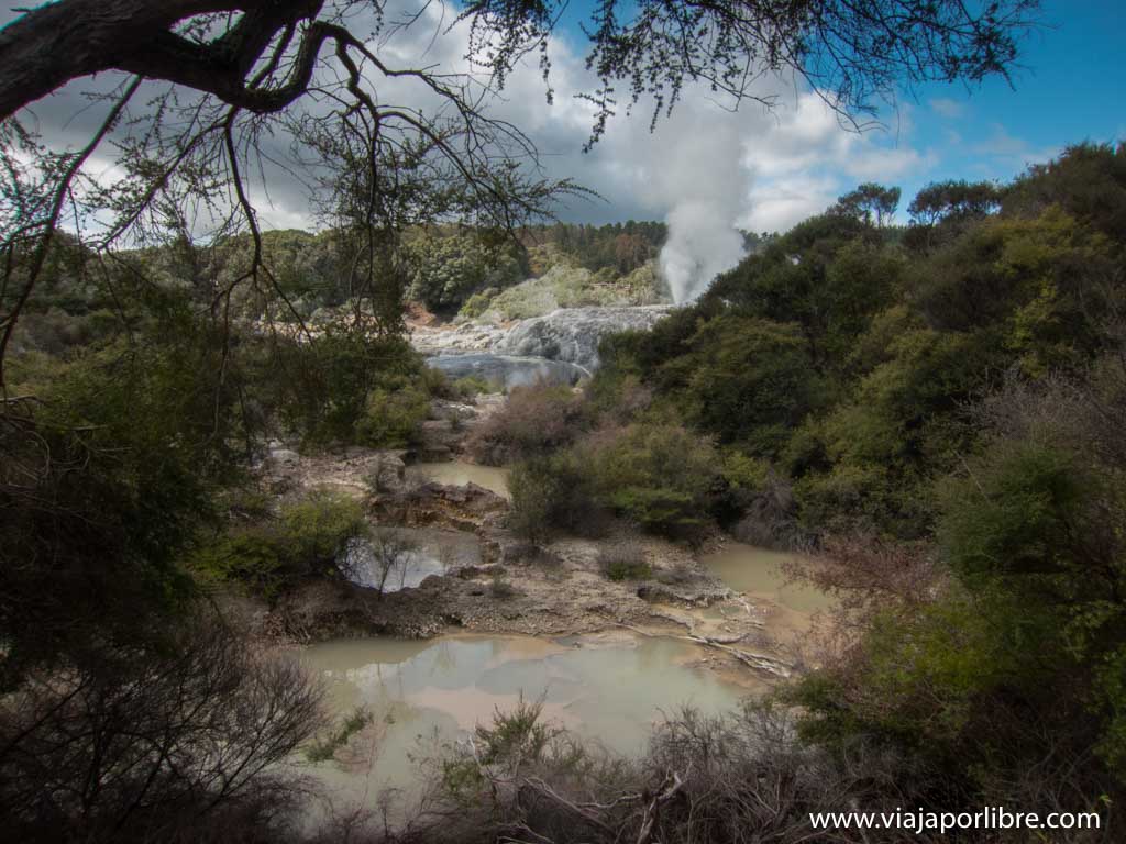 Te Puia. Maoríes y zonas termales en Rotorua Te Puia. Maoríes y zonas termales en Rotorua