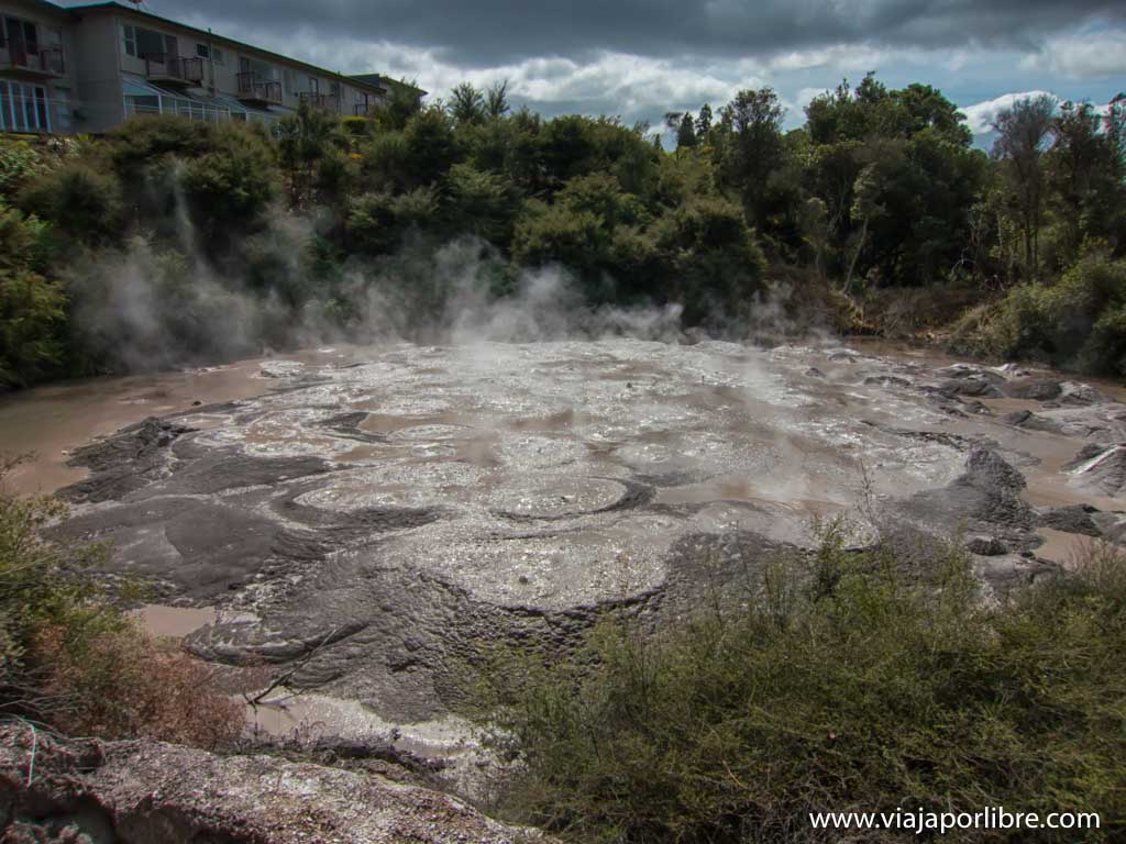 Te Puia. Maoríes y zonas termales en Rotorua Te Puia. Maoríes y zonas termales en Rotorua