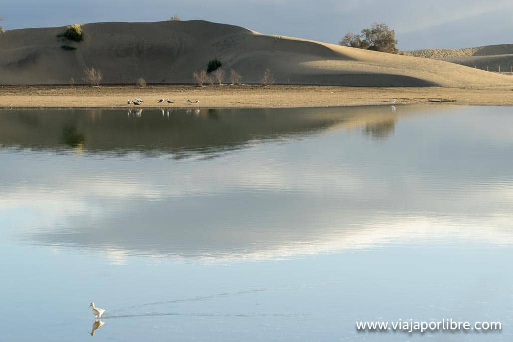 La charca de Maspalomas La charca de Maspalomas