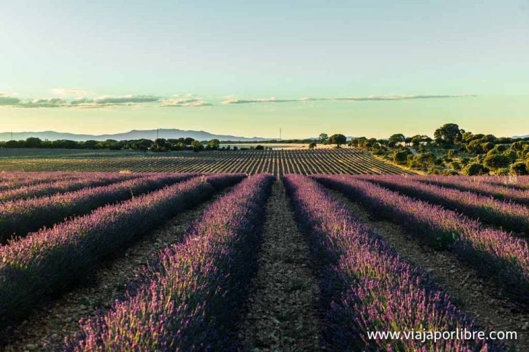 Campos de lavanda de Brihuega