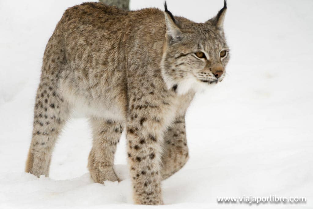 Polar Park Wildlife Reserve