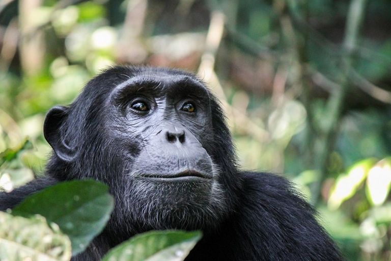 Viajar a Uganda en días