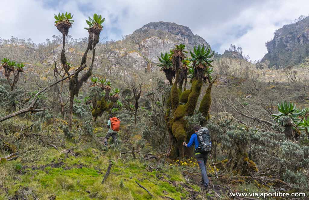 Travesía de 8 días en Rwenzori