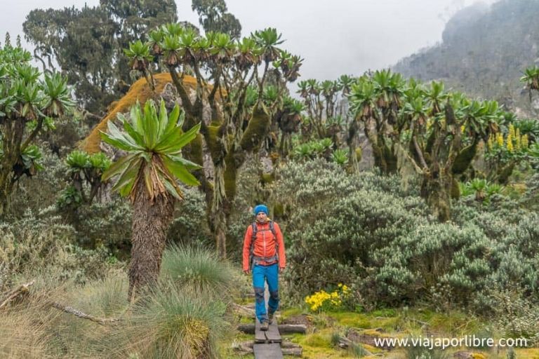 Rwenzori Montañas de la Luna