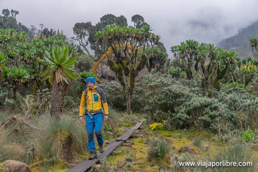 Rwenzori - Montañas de la Luna