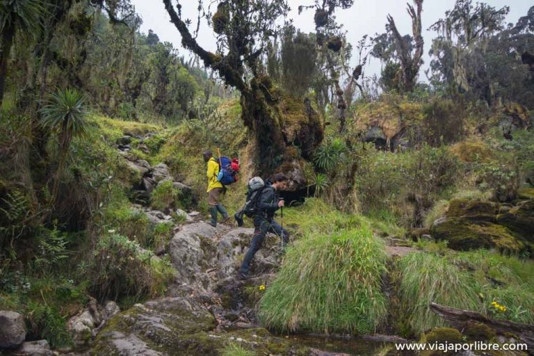 Rwenzori – Etapa . Desde el refugio Sine Hut a Mutinda