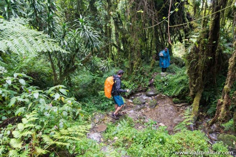 Rwenzori Etapa . (Kilembe Sine Hut)