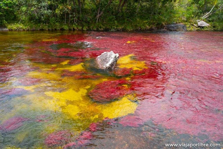Viaje a Caño Cristales, el río mas bonito del mundo