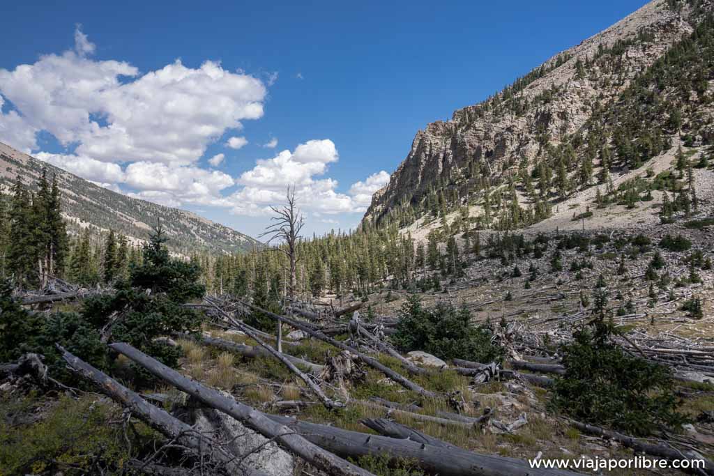 Trekking en Great Basin y el Wheeler Peak (Nevada, USA) Trekking en Great Basin y el Wheeler Peak (Nevada, USA)