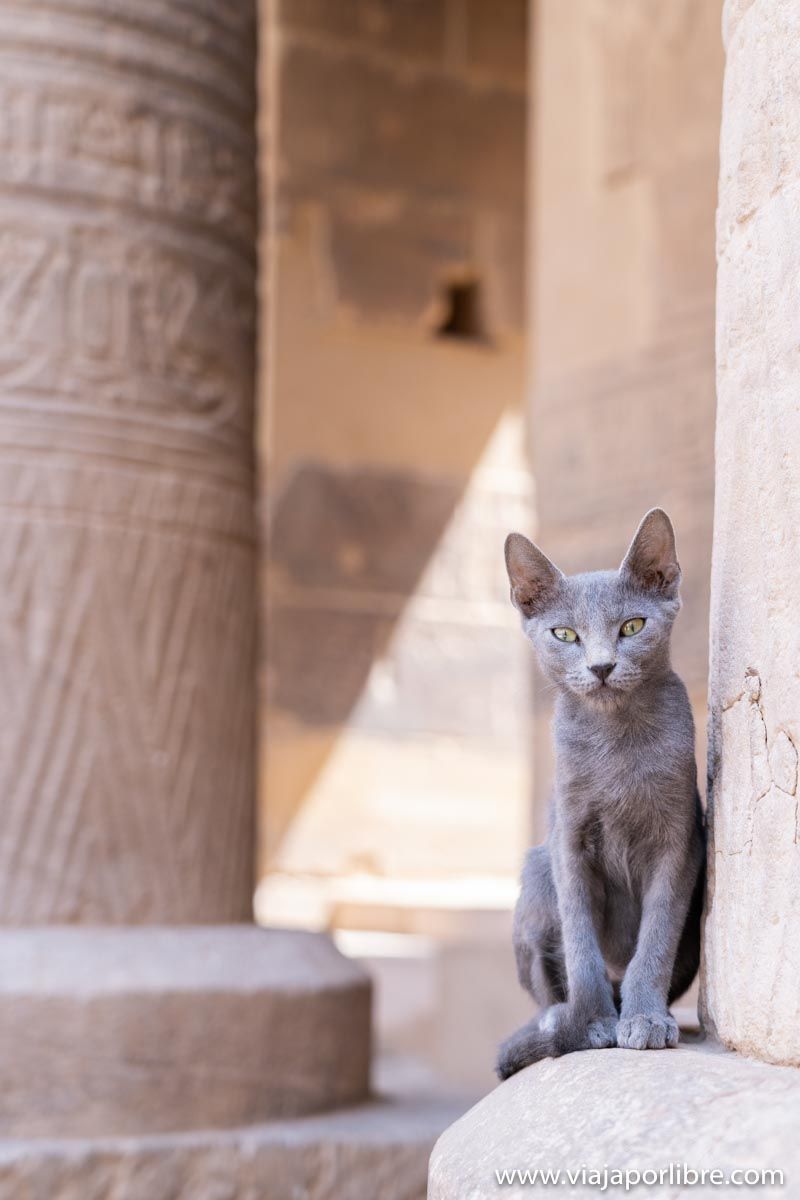 Gatitos en Filae
