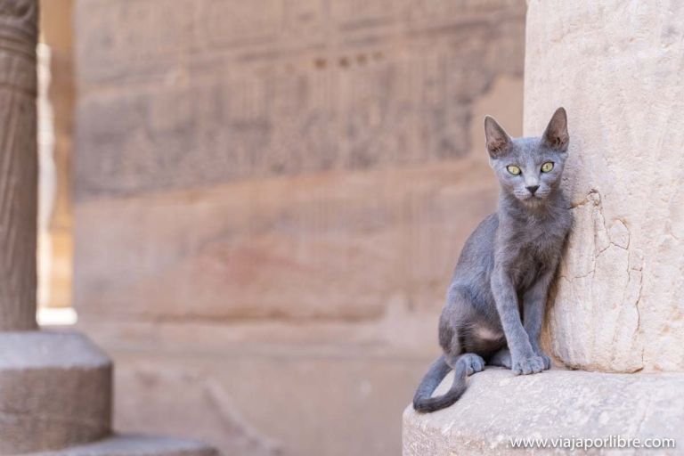 Visitar el templo de Filae/Philae en Egipto