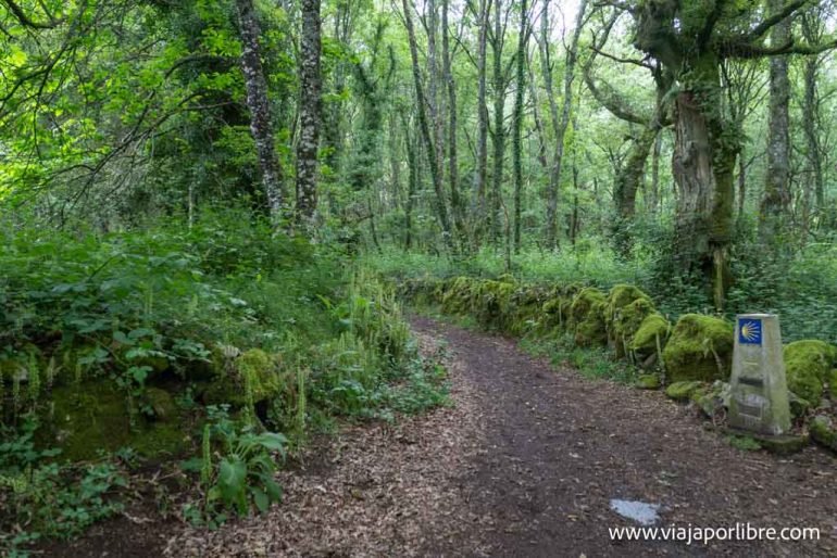 Camino de Santiago