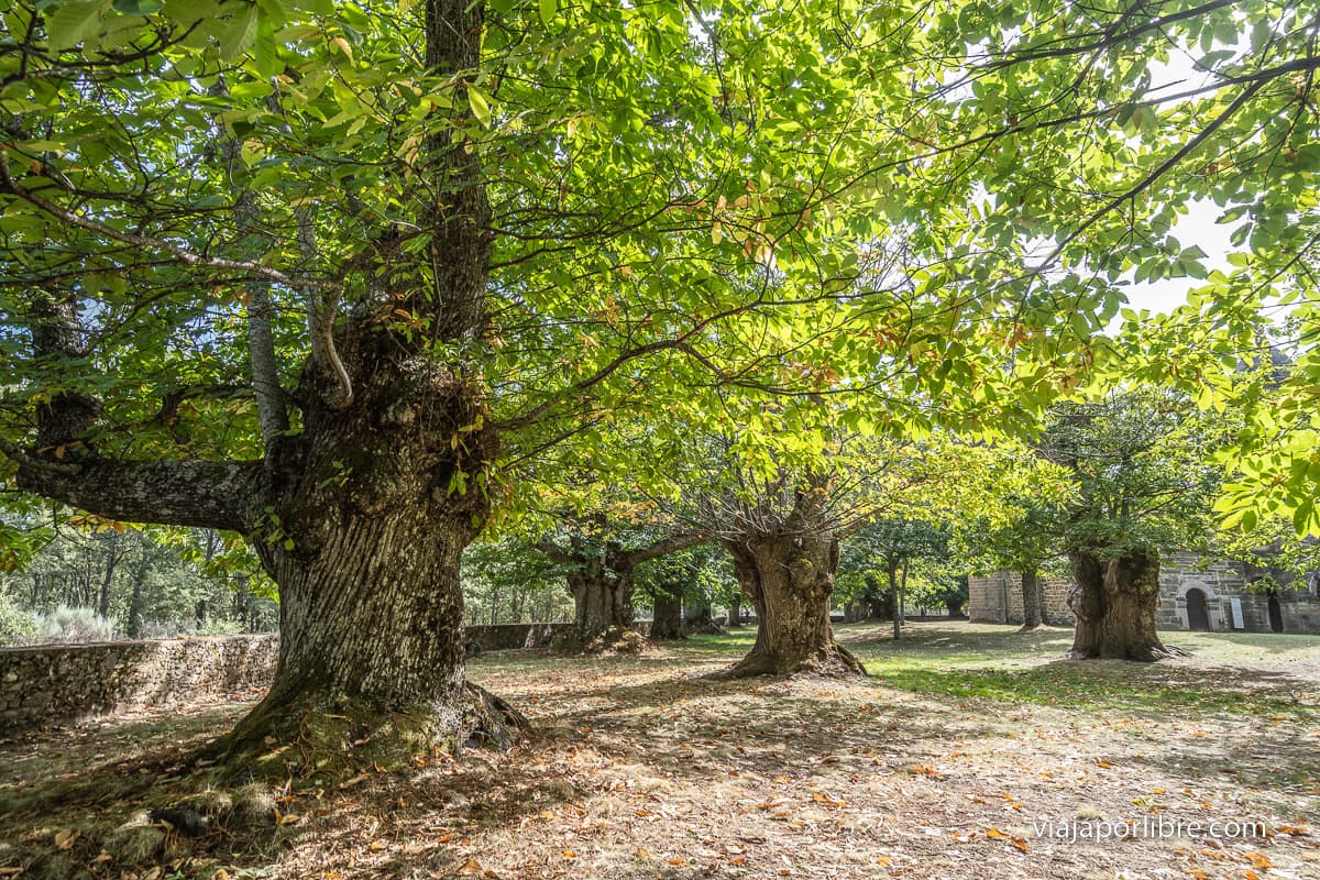 Castaños de la Alcobilla