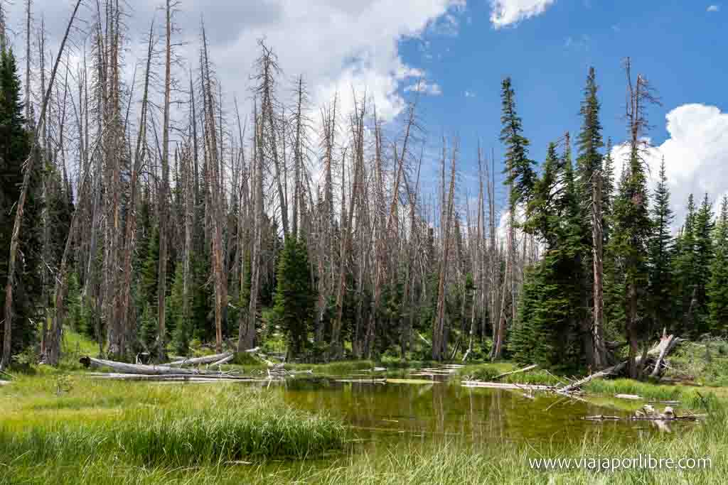 Alpine Pond