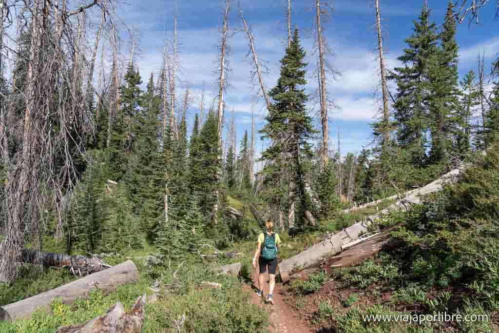 South Rim Trail