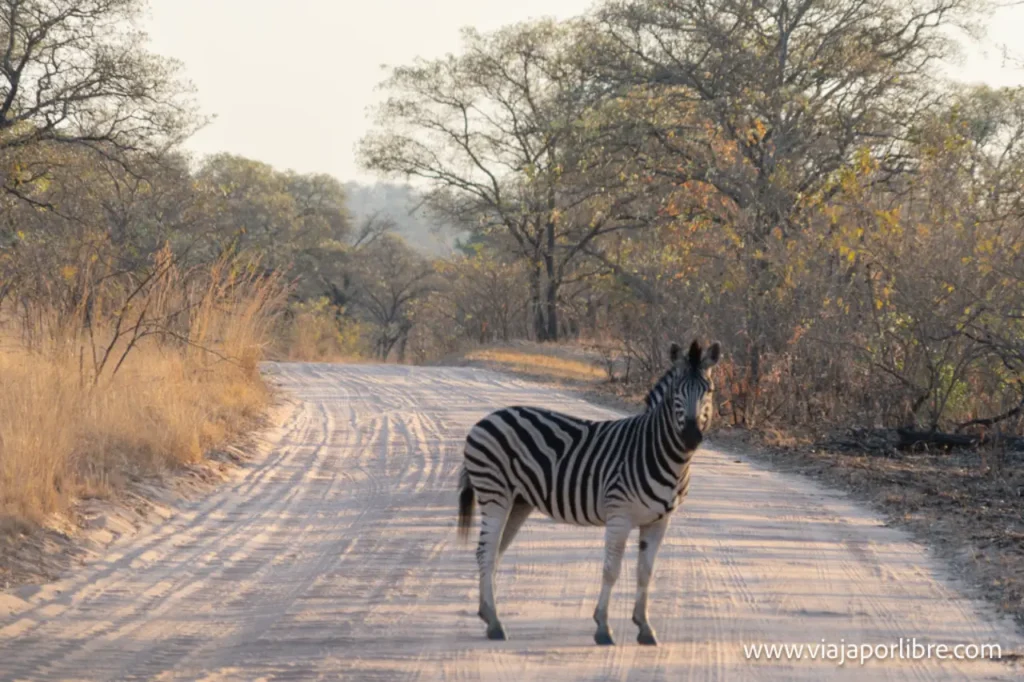 Parque Kruger