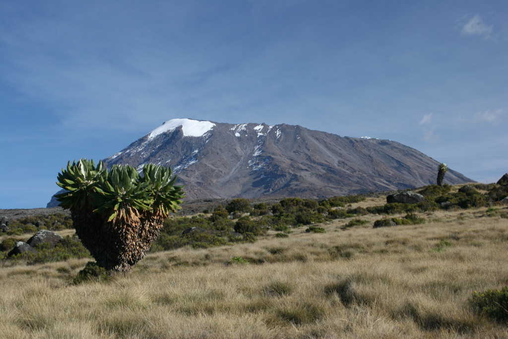 Kilimanjaro
